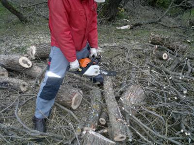 Распиловка дерева арбористами на дрова